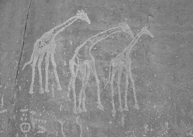 Peintures rupestres de girafes en Algérie